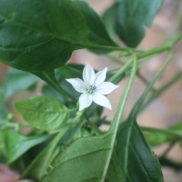 <i>Capsicum annuum</i>  L.